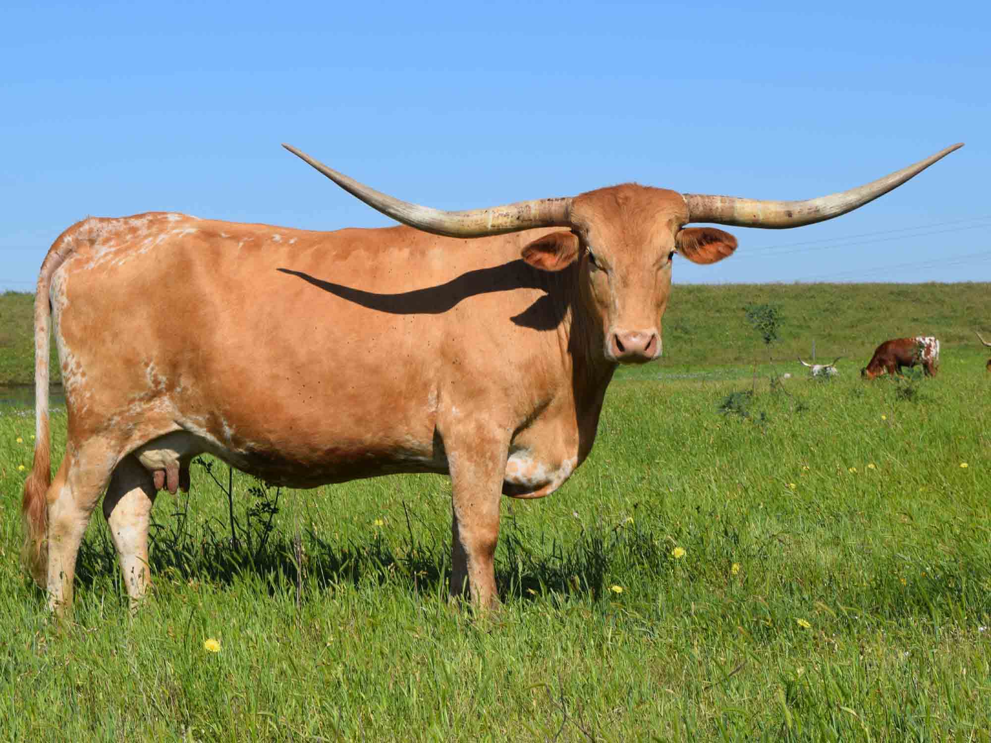 Texas Longhorns for sale at Rocking O Longhorns